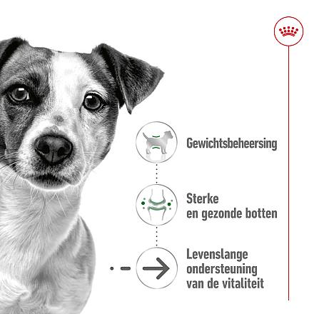 Royal Canin Hondenvoer Mini Ageing 12+ 12 x 85 gr